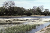 Pond Water Crowfoot 