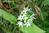 Ramsons