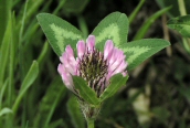Red Clover