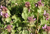 Red Dead-nettle