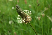 Ribwort Plantain
