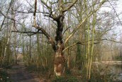 Silver Birch