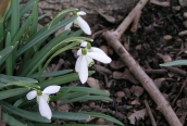 Snowdrop