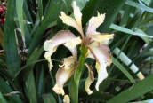 Stinking Iris