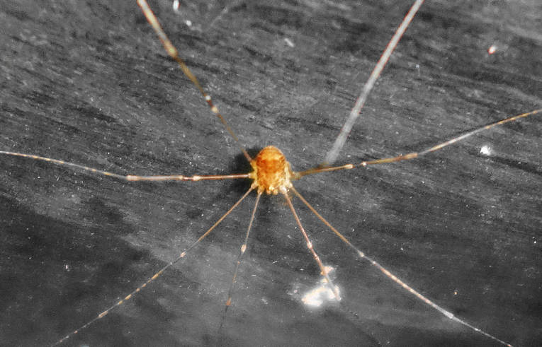 Leiobunum (blackwalli)
