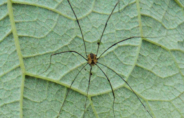 Leiobunum (vittatum)