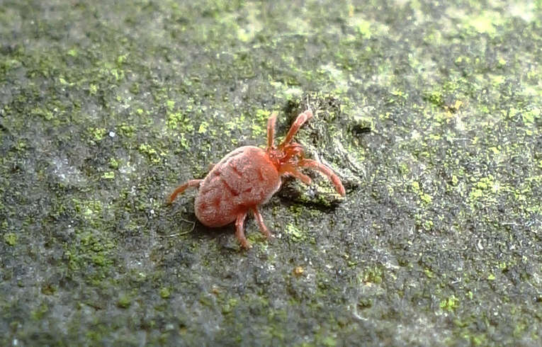 Allothrombium sp.
