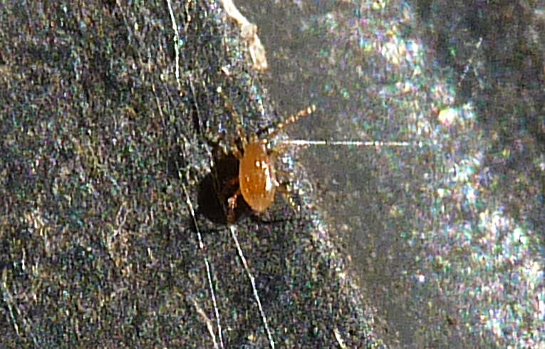 Amblyseius sp.