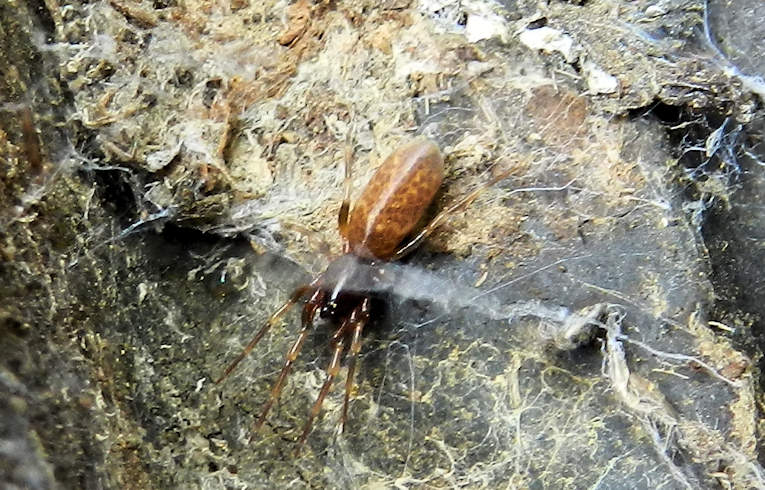 Harpactea hombergi