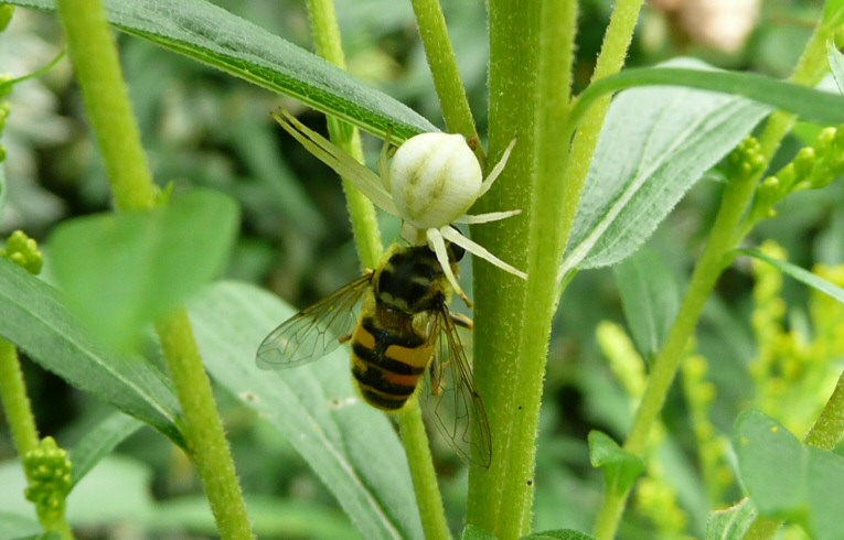 Misumena vatia