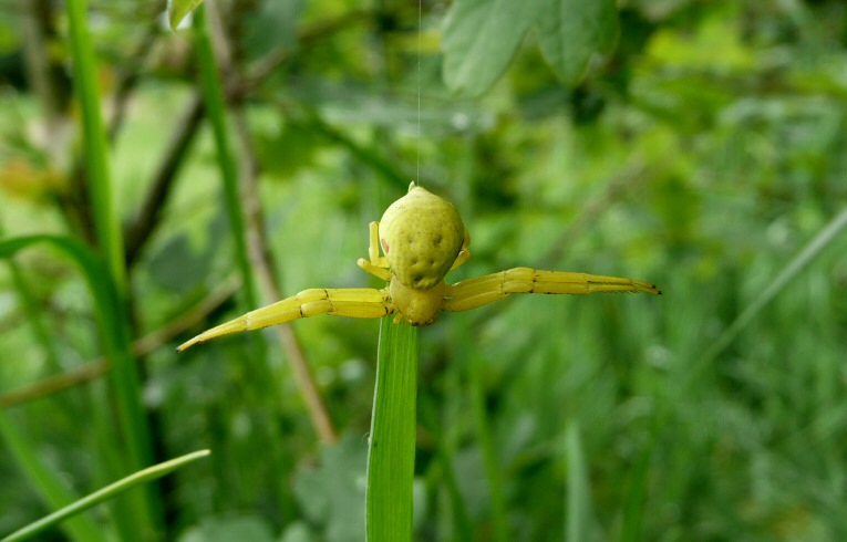 Misumena vatia