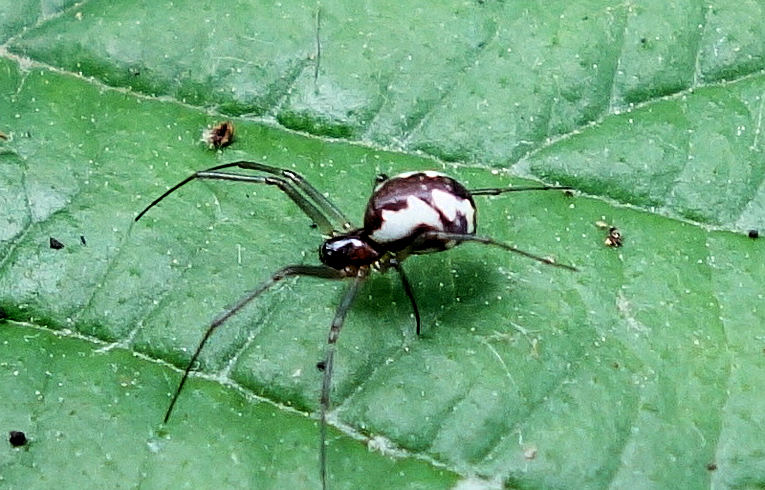 Neriene peltata ?