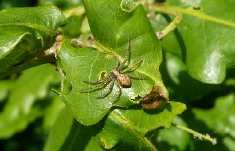 Philodromus cespitum