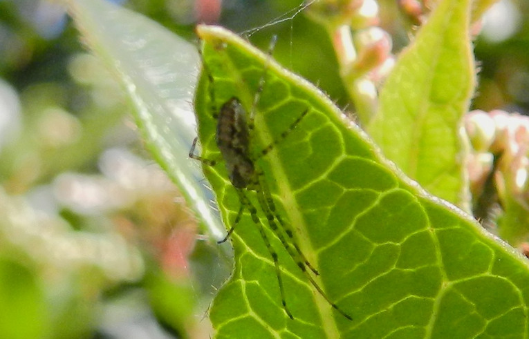 Tetragnatha (obtusa ?)