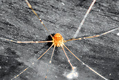 Leiobunum (blackwalli ?)