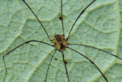 Leiobunum (vittatum ?)
