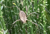 Phalangium opillio