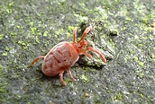 Allothrombium sp.