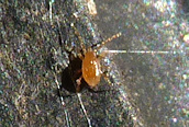 Amblyseius sp. ?