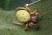 orb-web spider