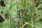 Argiope bruennichi