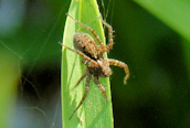 Cercidia prominens ?