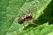 Pardosa agricola