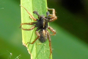 Pardosa proxima