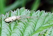 Tetragnatha (montana?)