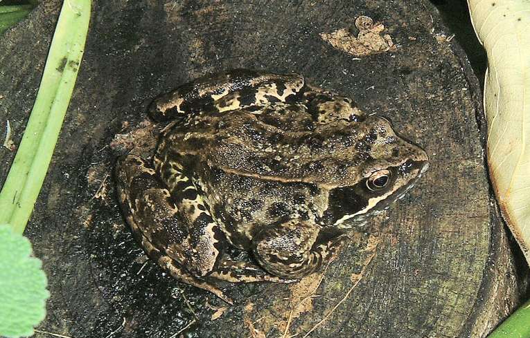 Common Frog Rana temporia