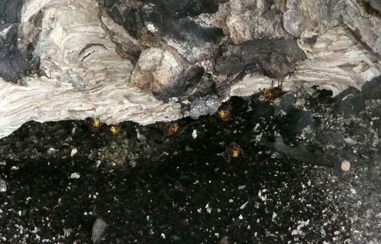 Hornets