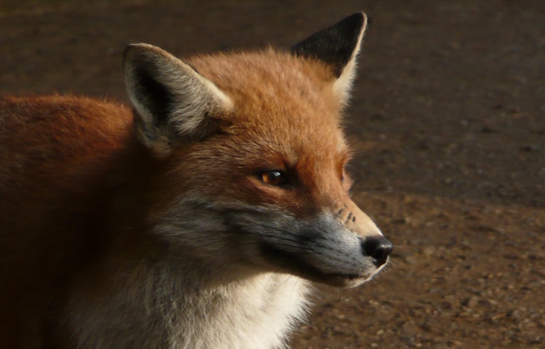 Fox