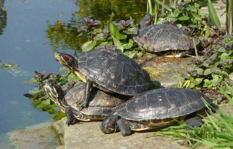Red-eared Terrapins