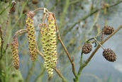 Alder
