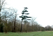 Weymouth Pine